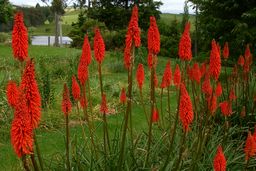 Kniphofia Very large red - 1.5m.