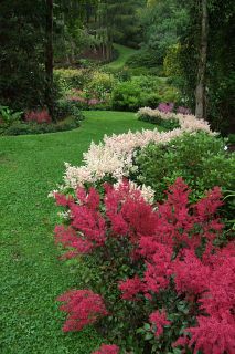 [astilbe]