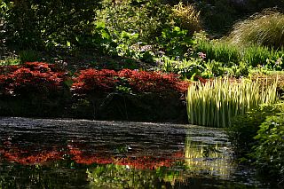 [astilbe]