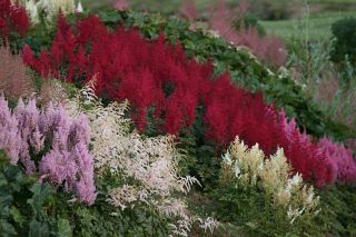 [astilbe]