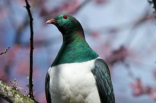 [wood pigeon]